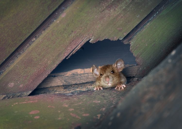 天井 の シミ ネズミ