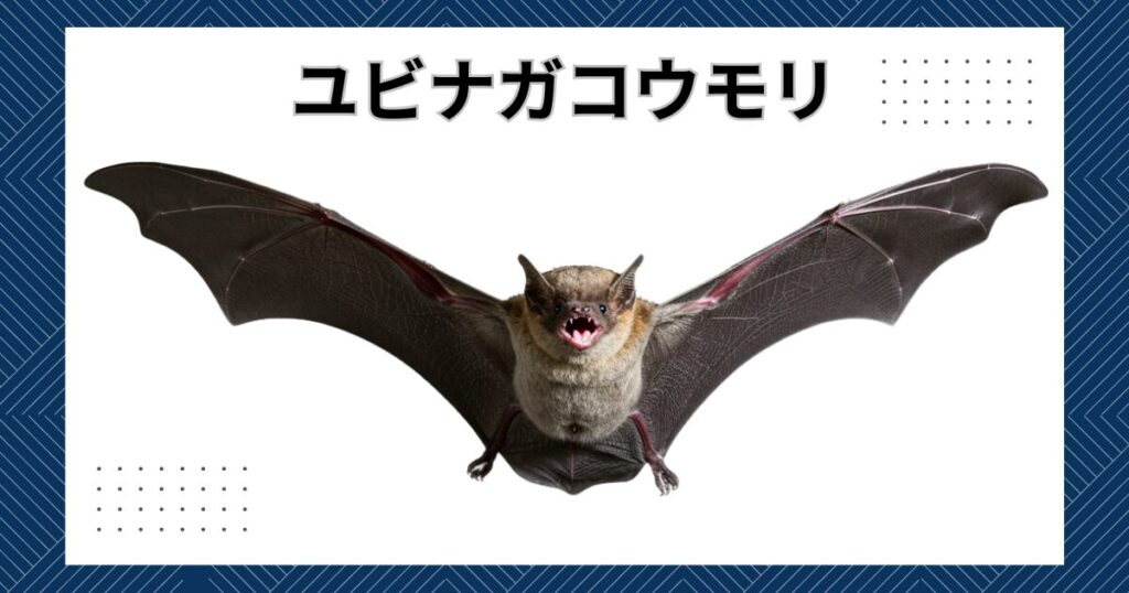 日本に生息するコウモリの代表種やペットにオススメの計17種類を紹介