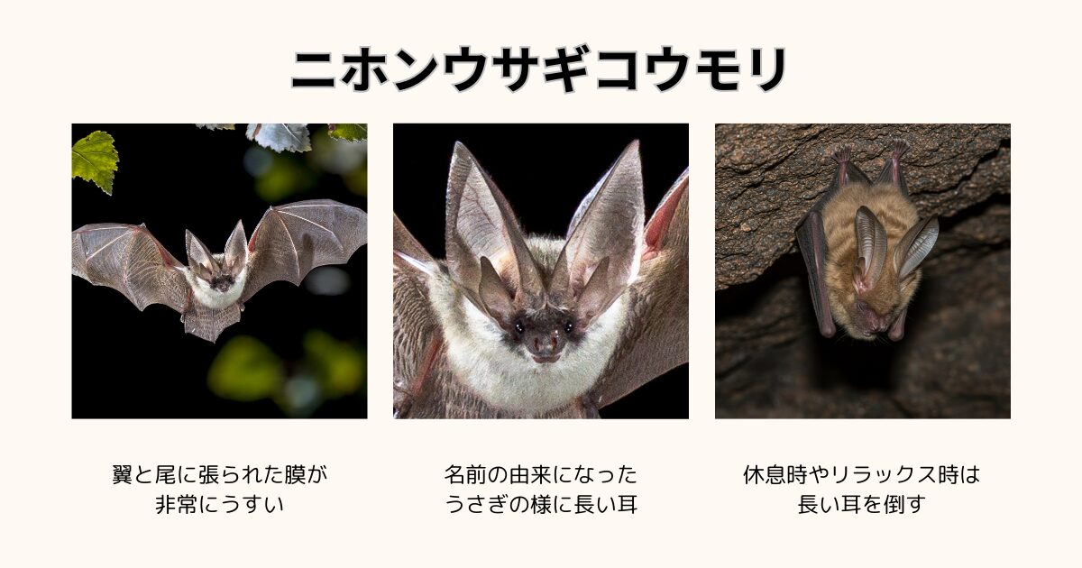 日本の固有種であるニホンウサギコウモリの生態、特徴、保護活動の現状を詳しく解説