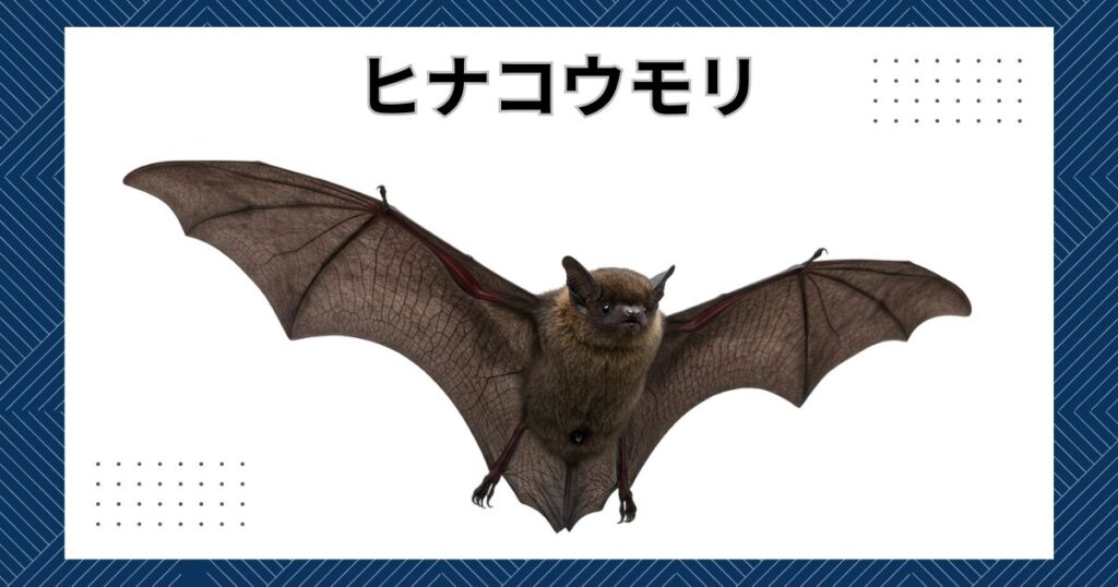 絶滅の危機にあるヒナコウモリとは?|特徴、生態などを詳しく解説