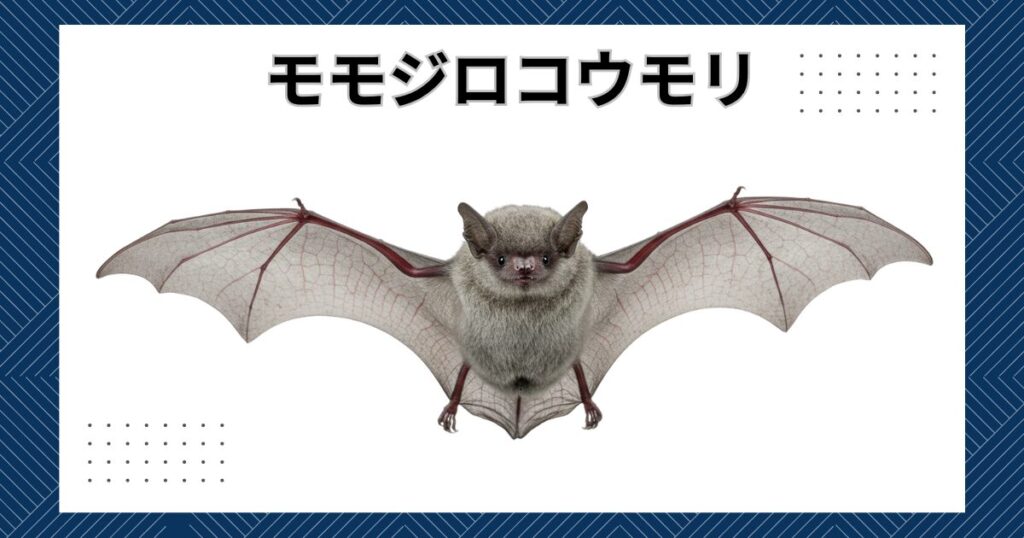 害獣にお困りの方は害獣お助け本舗にお任せ! - 害獣お助け本舗