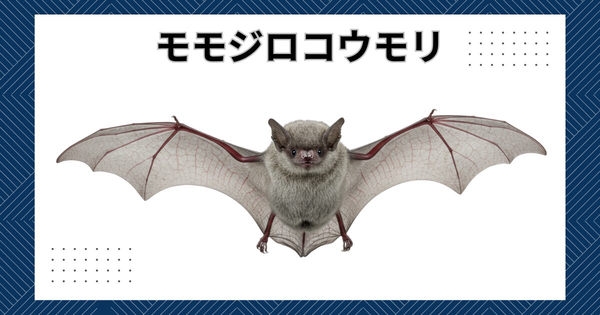 絶滅の危機にあるモモジロコウモリとは？｜特徴、生態などを詳しく解説