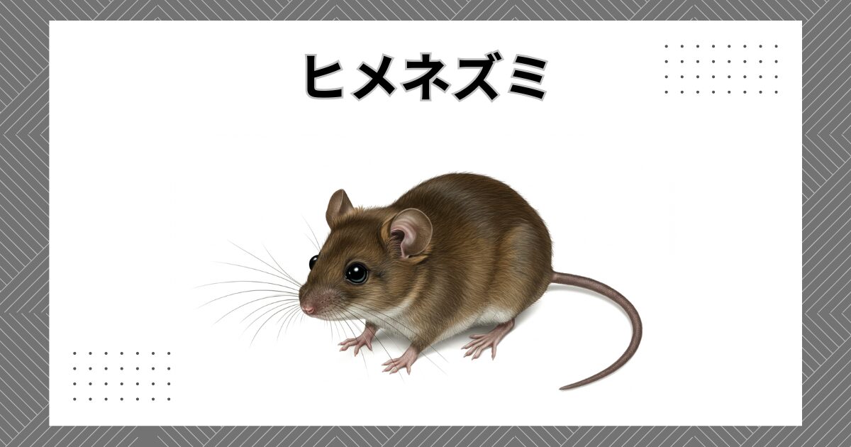ヒメネズミは駆除できる？特徴や生態、家ネズミとの違いを徹底解説