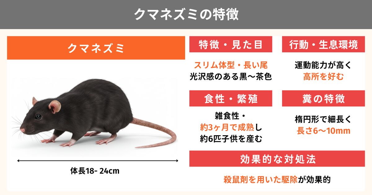 家に棲みつくネズミは飼える？ペット用ネズミとの違い、注意点を解説