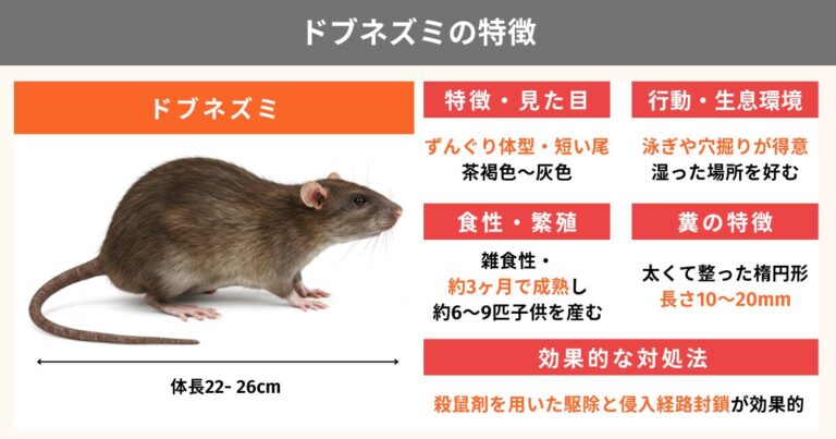 マスクラットの特徴・生態とは?特定外来生物としての危険性も解説