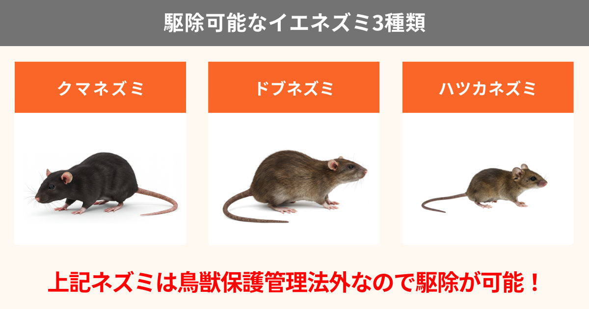 カヤネズミとは？かわいい日本最小のネズミの特徴・生態・生息地を解説