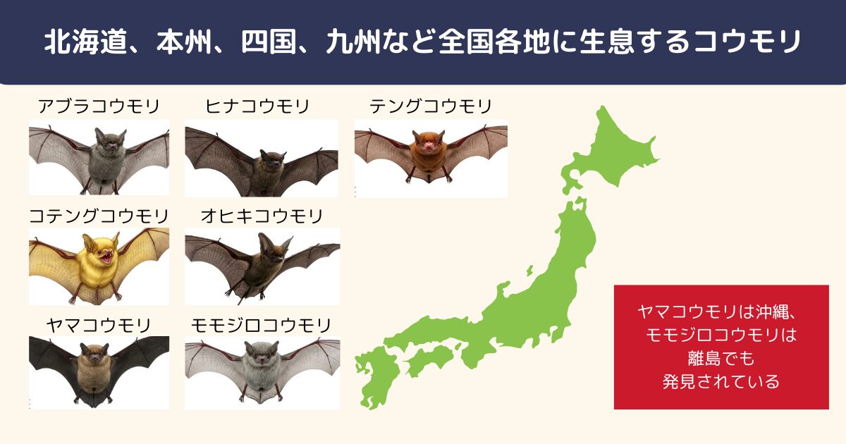 日本のコウモリの生息地を地図で解説!見つけた際のNG行為は?