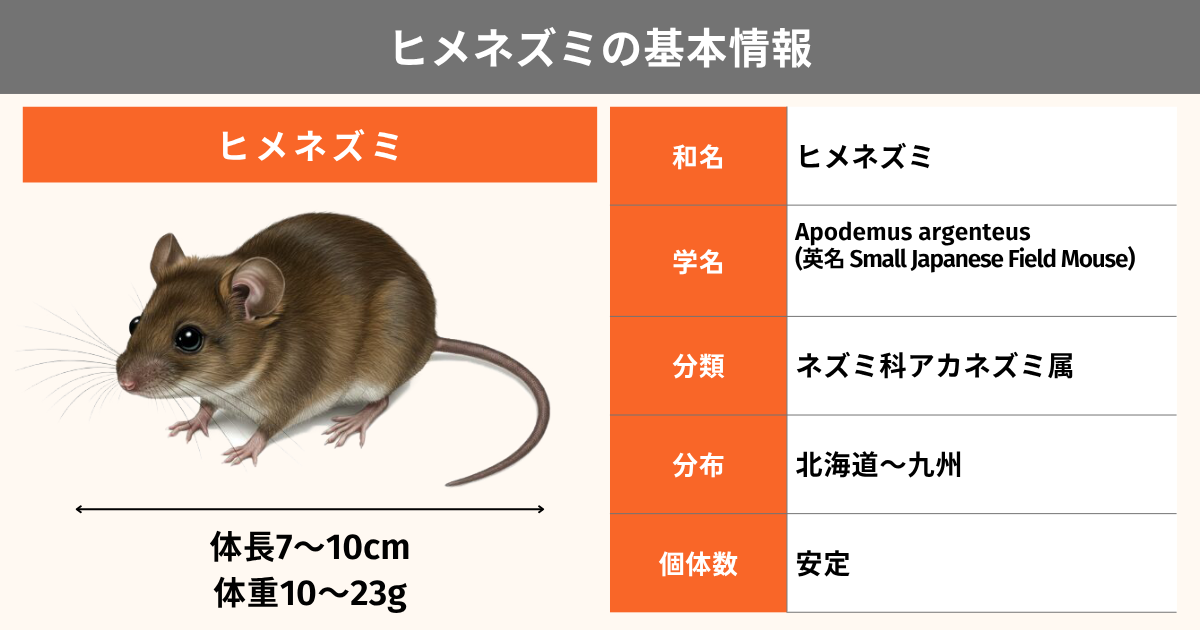 ヒメネズミは駆除できる？特徴や生態、家ネズミとの違いを徹底解説
