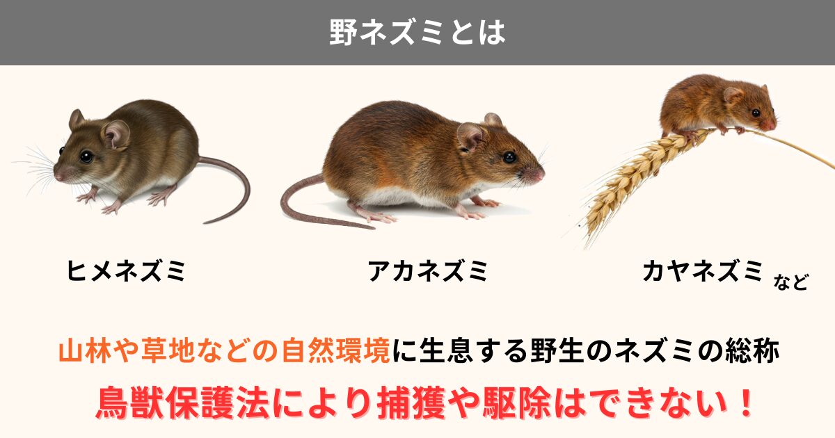 ヒメネズミは駆除できる？特徴や生態、家ネズミとの違いを徹底解説