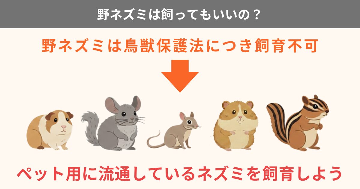 スミスネズミとは？準絶滅危惧種の現状と分布・特徴・生態を解説