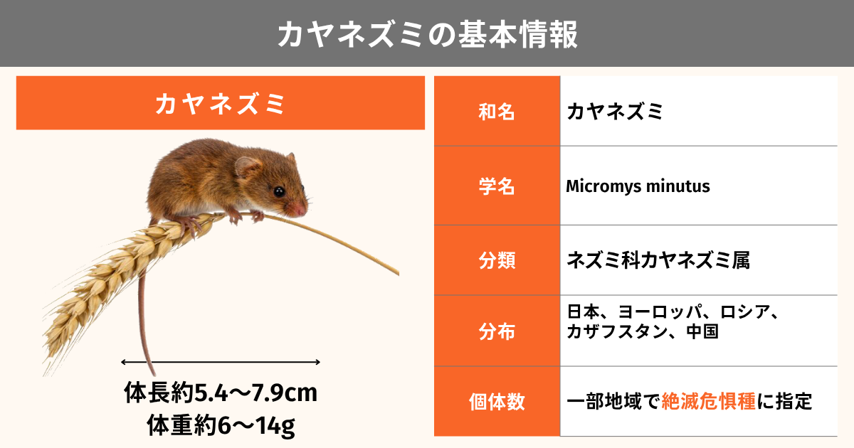 カヤネズミとは？かわいい日本最小のネズミの特徴・生態・生息地を解説