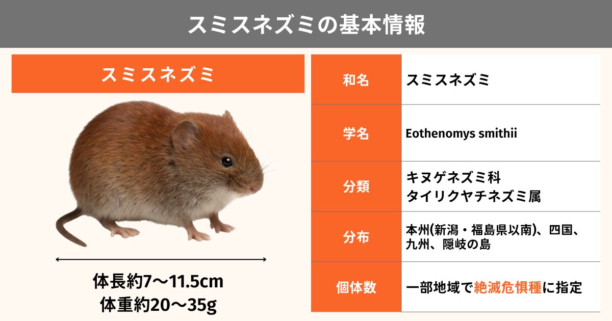 スミスネズミとは？準絶滅危惧種の現状と分布・特徴・生態を解説