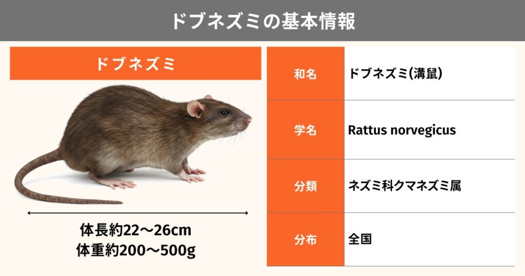 ドブネズミに罠は効かない?特徴・生態から効果的な駆除方法まで徹底解説